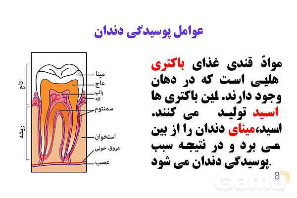 پاورپوینت کنفرانس علوم تجربی هفتم | فصل 13: سفر غذا- پیش نمایش