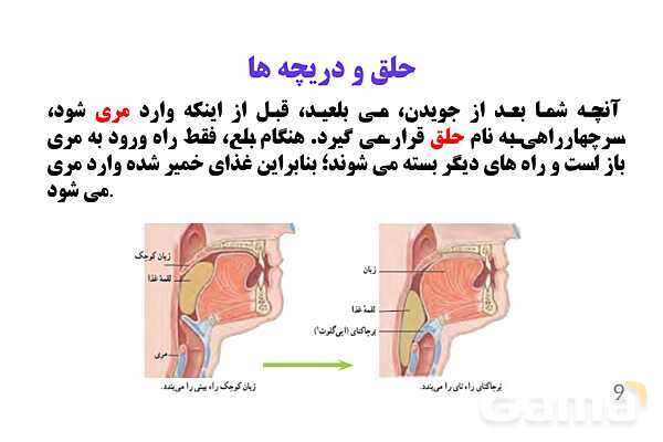 پاورپوینت کنفرانس علوم تجربی هفتم | فصل 13: سفر غذا- پیش نمایش