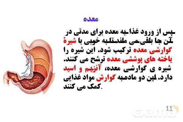 پاورپوینت کنفرانس علوم تجربی هفتم | فصل 13: سفر غذا- پیش نمایش