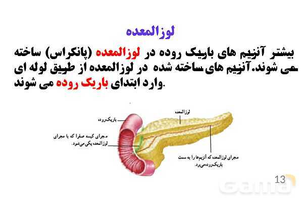 پاورپوینت کنفرانس علوم تجربی هفتم | فصل 13: سفر غذا- پیش نمایش