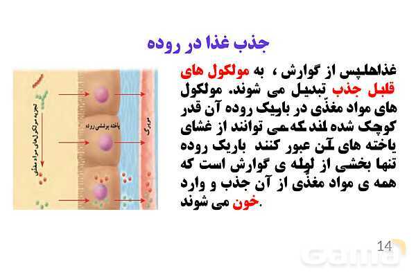 پاورپوینت کنفرانس علوم تجربی هفتم | فصل 13: سفر غذا- پیش نمایش