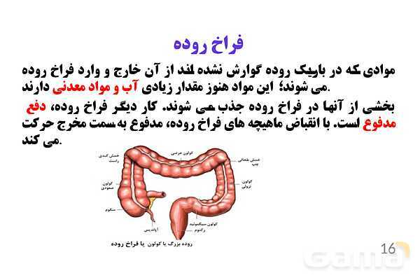 پاورپوینت کنفرانس علوم تجربی هفتم | فصل 13: سفر غذا- پیش نمایش
