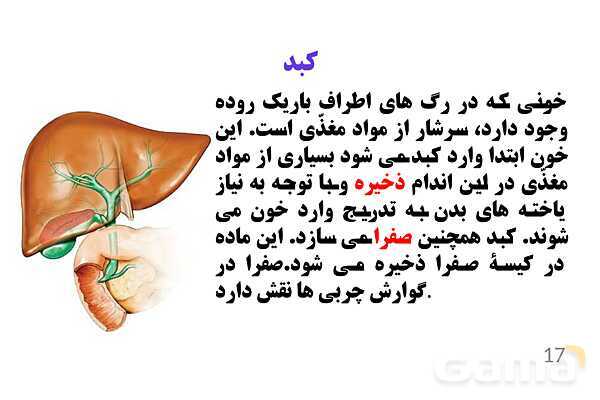 پاورپوینت کنفرانس علوم تجربی هفتم | فصل 13: سفر غذا- پیش نمایش