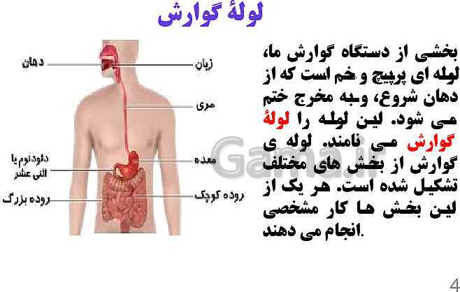 پاورپوینت کنفرانس علوم تجربی هفتم | فصل 13: سفر غذا- پیش نمایش