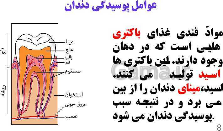 پاورپوینت کنفرانس علوم تجربی هفتم | فصل 13: سفر غذا- پیش نمایش