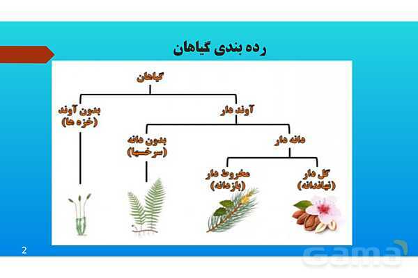 پاورپوینت کنفرانس علوم تجربی نهم | فصل 12: دنیای گیاهان - پیش نمایش