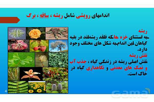 پاورپوینت کنفرانس علوم تجربی نهم | فصل 12: دنیای گیاهان - پیش نمایش