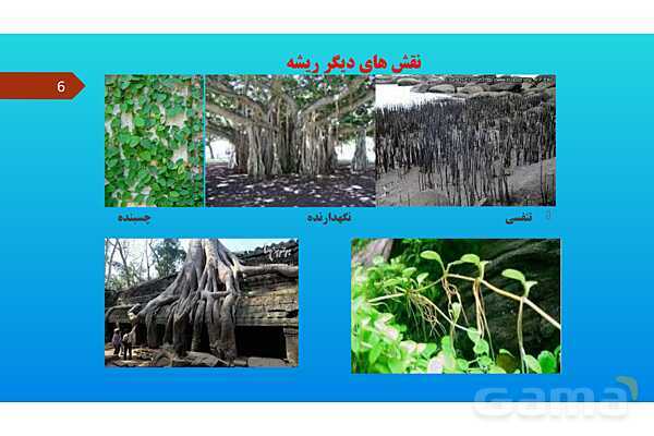 پاورپوینت کنفرانس علوم تجربی نهم | فصل 12: دنیای گیاهان - پیش نمایش