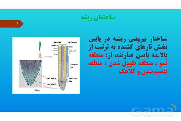 پاورپوینت کنفرانس علوم تجربی نهم | فصل 12: دنیای گیاهان - پیش نمایش