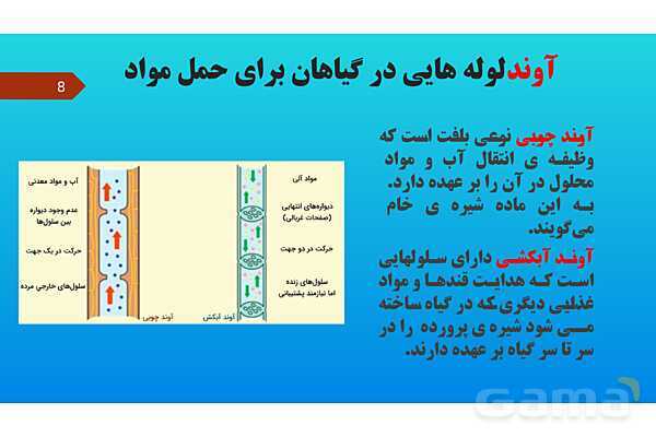 پاورپوینت کنفرانس علوم تجربی نهم | فصل 12: دنیای گیاهان - پیش نمایش