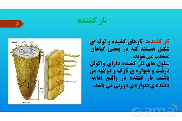 پاورپوینت کنفرانس علوم تجربی نهم | فصل 12: دنیای گیاهان - پیش نمایش