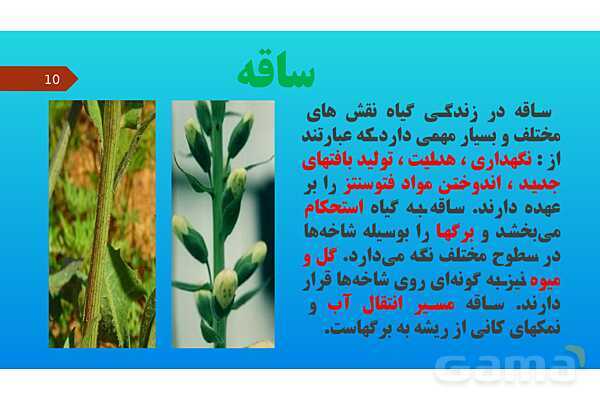 پاورپوینت کنفرانس علوم تجربی نهم | فصل 12: دنیای گیاهان - پیش نمایش