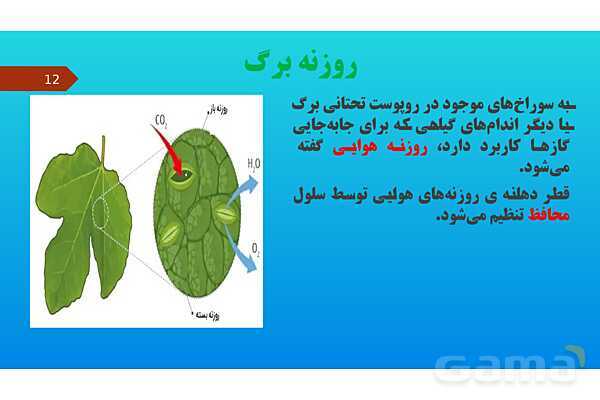 پاورپوینت کنفرانس علوم تجربی نهم | فصل 12: دنیای گیاهان - پیش نمایش
