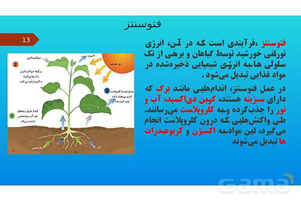 پاورپوینت کنفرانس علوم تجربی نهم | فصل 12: دنیای گیاهان - پیش نمایش