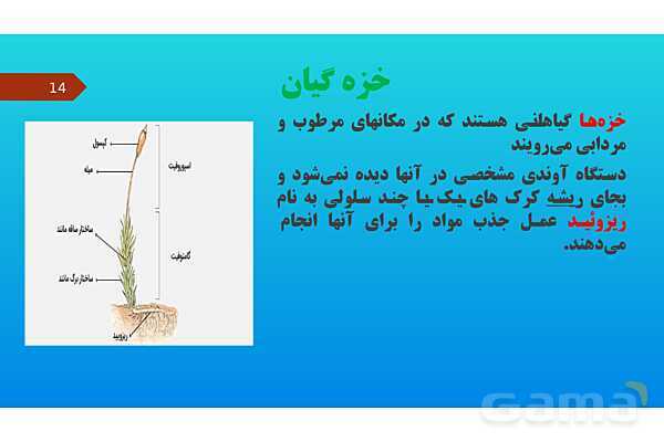 پاورپوینت کنفرانس علوم تجربی نهم | فصل 12: دنیای گیاهان - پیش نمایش
