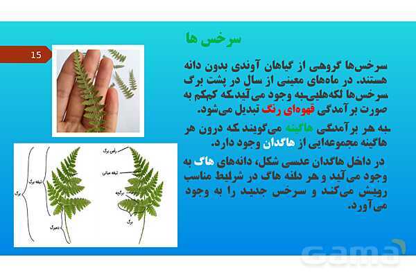 پاورپوینت کنفرانس علوم تجربی نهم | فصل 12: دنیای گیاهان - پیش نمایش
