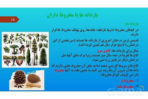 پاورپوینت کنفرانس علوم تجربی نهم | فصل 12: دنیای گیاهان - پیش نمایش