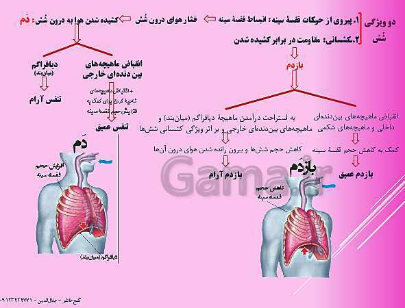 پاورپوینت گفتار 2 از فصل سوم زیست شناسی دهم | تهویۀ ششی- پیش نمایش