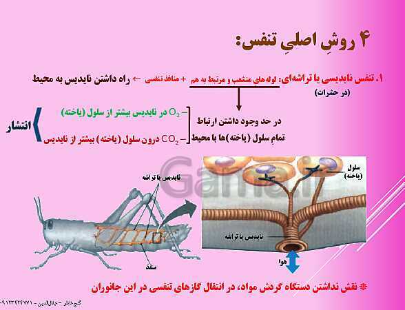 پاورپوینت  گفتار 3 از فصل سوم زیست شناسی دهم | تنوع تبادلات گازی- پیش نمایش