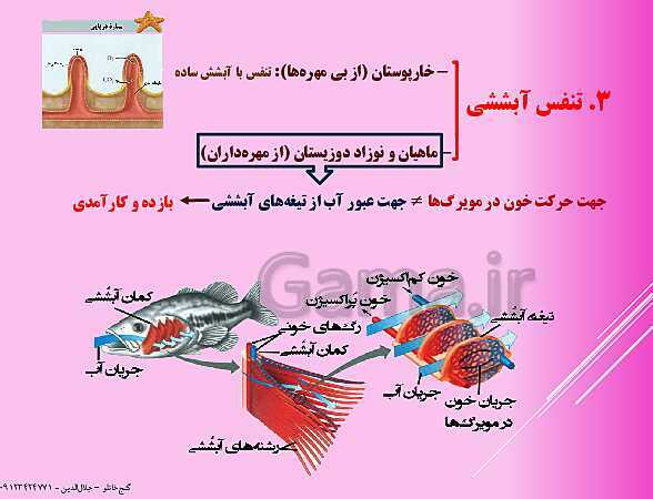 پاورپوینت  گفتار 3 از فصل سوم زیست شناسی دهم | تنوع تبادلات گازی- پیش نمایش