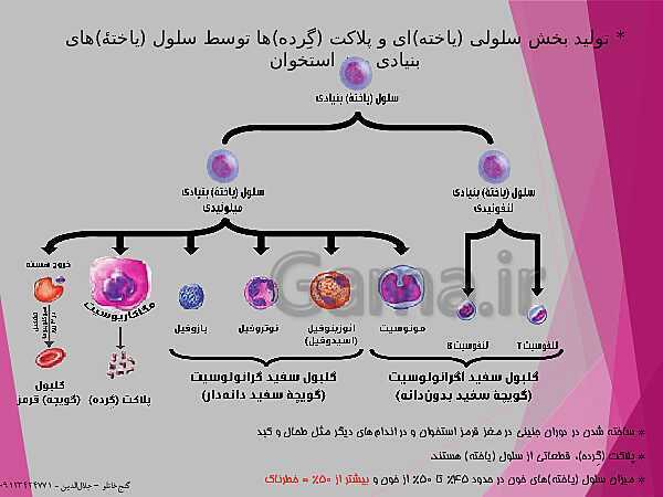 پاورپوینت گفتار 3 از فصل چهارم زیست شناسی دهم تجربی | خون- پیش نمایش