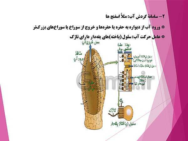 پاورپوینت گفتار 4 از فصل چهارم زیست شناسی دهم تجربی | تنوع گردش مواد در جانداران- پیش نمایش