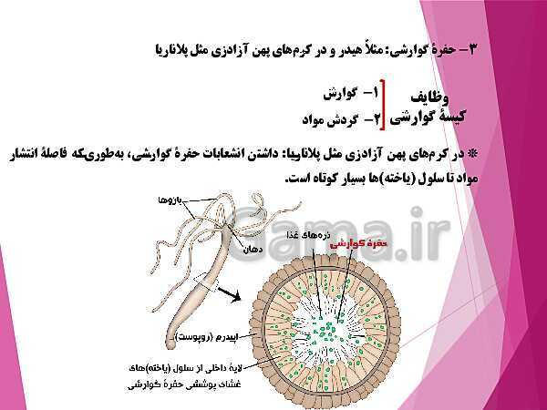 پاورپوینت گفتار 4 از فصل چهارم زیست شناسی دهم تجربی | تنوع گردش مواد در جانداران- پیش نمایش