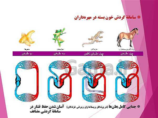 پاورپوینت گفتار 4 از فصل چهارم زیست شناسی دهم تجربی | تنوع گردش مواد در جانداران- پیش نمایش