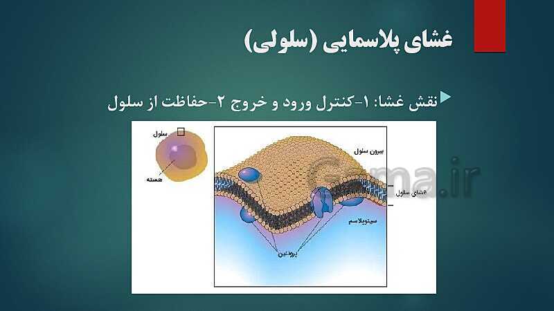 پاورپوینت کنفرانس فصل 11: یاخته و سازمان‌بندی آن | علوم هفتم- پیش نمایش