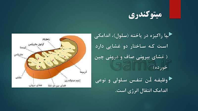 پاورپوینت کنفرانس فصل 11: یاخته و سازمان‌بندی آن | علوم هفتم- پیش نمایش