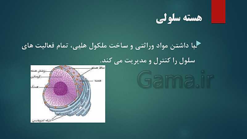 پاورپوینت کنفرانس فصل 11: یاخته و سازمان‌بندی آن | علوم هفتم- پیش نمایش