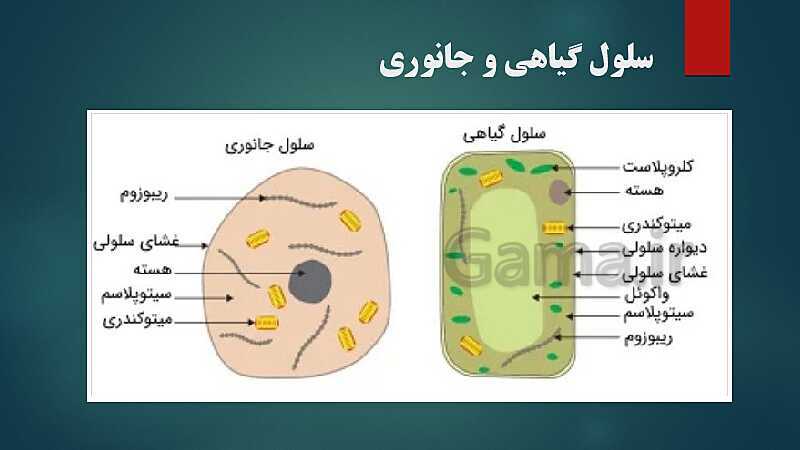 پاورپوینت کنفرانس فصل 11: یاخته و سازمان‌بندی آن | علوم هفتم- پیش نمایش