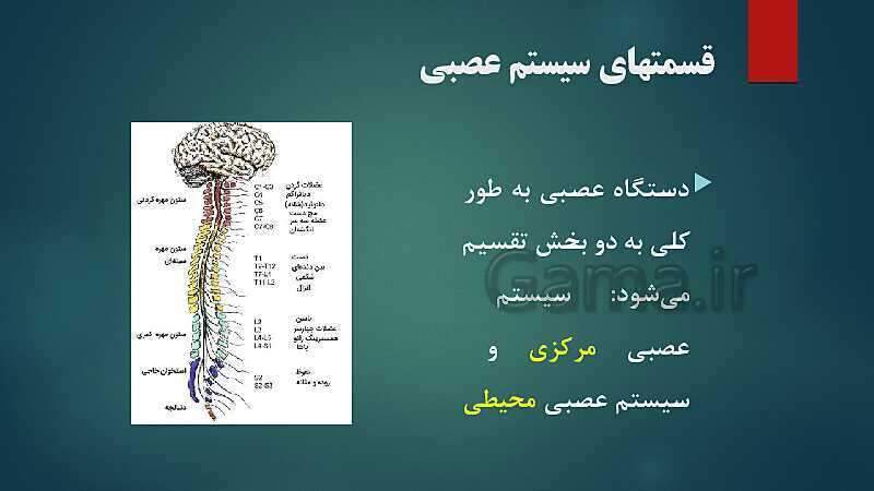 پاورپوینت کنفرانس فصل 4: سیستم عصبی- پیش نمایش