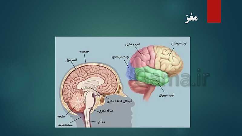 پاورپوینت کنفرانس فصل 4: سیستم عصبی- پیش نمایش