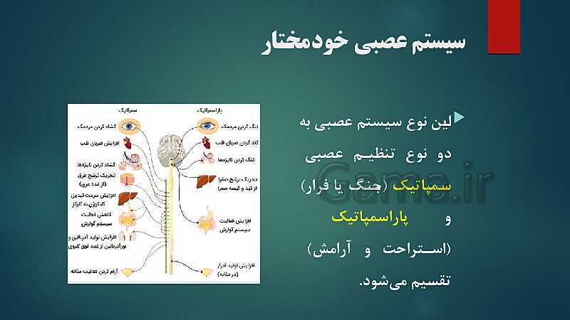 پاورپوینت کنفرانس فصل 4: سیستم عصبی- پیش نمایش