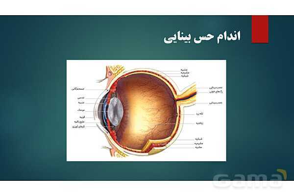 پاورپوینت کنفرانس فصل 5: اندام های حسی- پیش نمایش