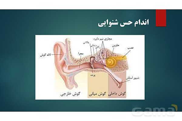 پاورپوینت کنفرانس فصل 5: اندام های حسی- پیش نمایش