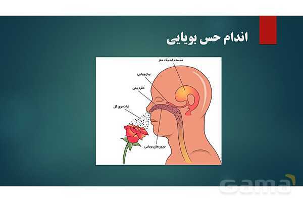 پاورپوینت کنفرانس فصل 5: اندام های حسی- پیش نمایش