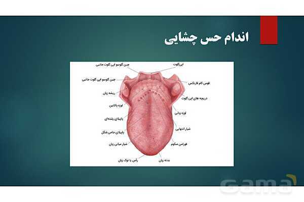 پاورپوینت کنفرانس فصل 5: اندام های حسی- پیش نمایش