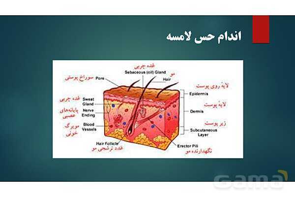 پاورپوینت کنفرانس فصل 5: اندام های حسی- پیش نمایش