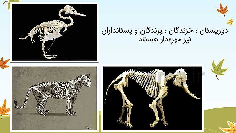 پاورپوینت تدریس مهره‌داران و بی‌مهره‌ها (هر کدام جای خود 1 و 2) - پیش نمایش