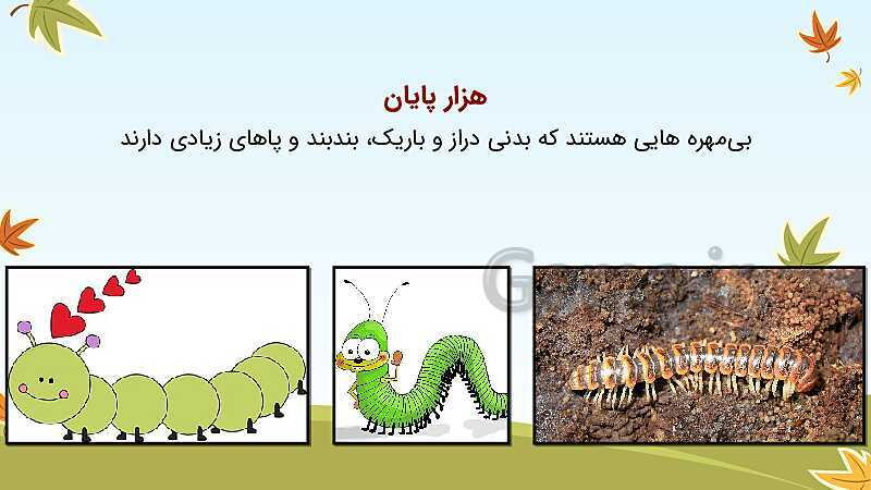 پاورپوینت تدریس مهره‌داران و بی‌مهره‌ها (هر کدام جای خود 1 و 2) - پیش نمایش