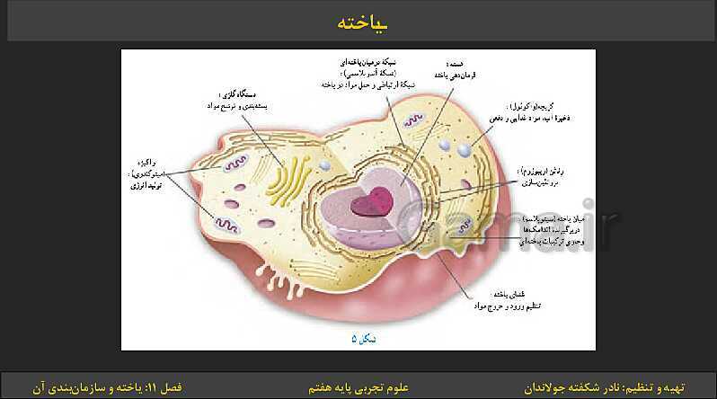 پاورپوینت تدریس فصل 11: یاخته‌ها و سازمان بندی آن | کتاب درسی علوم تجربی پایه هفتم- پیش نمایش