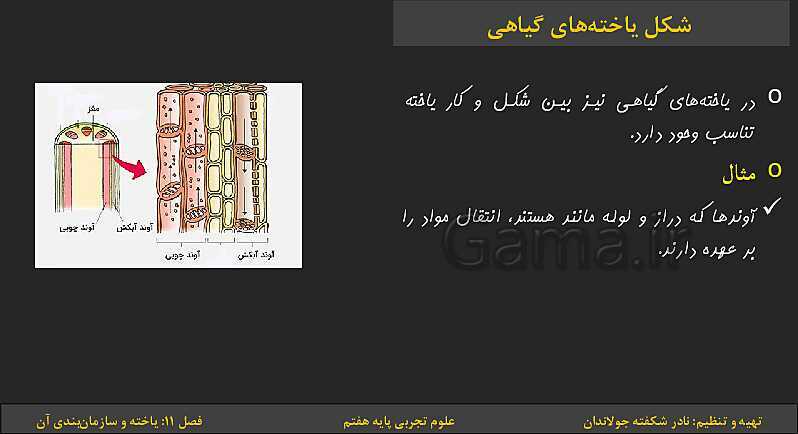 پاورپوینت تدریس فصل 11: یاخته‌ها و سازمان بندی آن | کتاب درسی علوم تجربی پایه هفتم- پیش نمایش