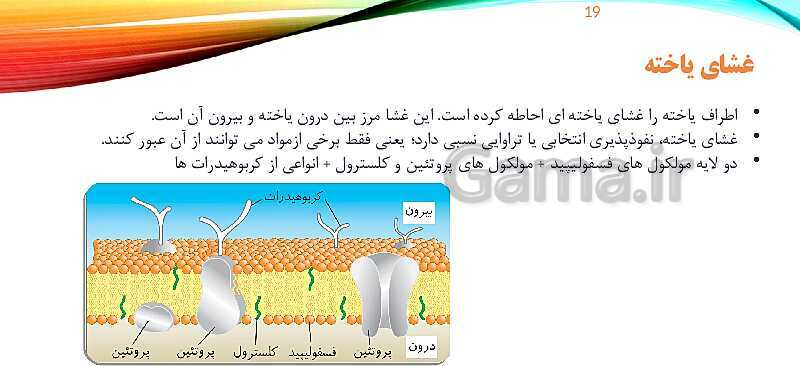 پاورپوینت تدریس زیست شناسی دهم؛ گستره حیات، یاخته و بافت- پیش نمایش