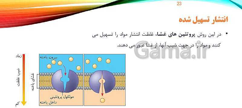 پاورپوینت تدریس زیست شناسی دهم؛ گستره حیات، یاخته و بافت- پیش نمایش