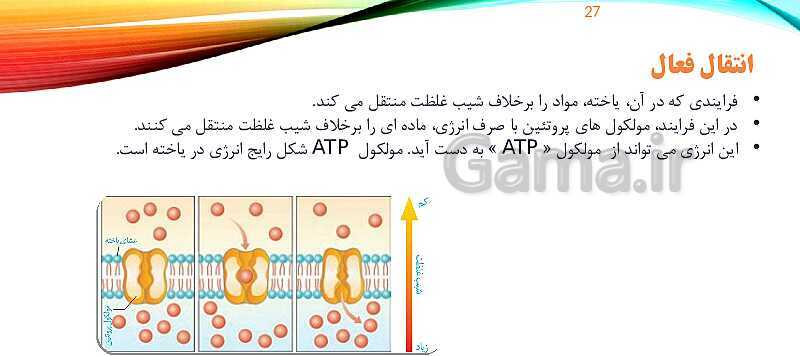 پاورپوینت تدریس زیست شناسی دهم؛ گستره حیات، یاخته و بافت- پیش نمایش