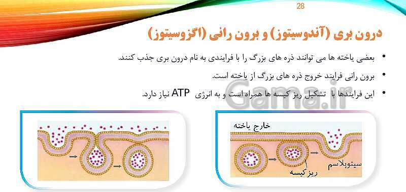 پاورپوینت تدریس زیست شناسی دهم؛ گستره حیات، یاخته و بافت- پیش نمایش