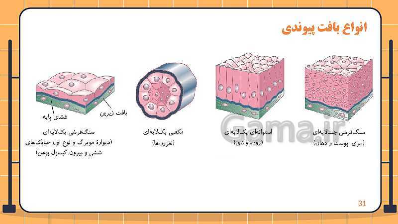 پاورپوینت تدریس زیست شناسی دهم؛ گستره حیات، یاخته و بافت- پیش نمایش