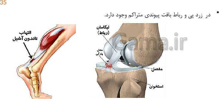 پاورپوینت تدریس زیست شناسی دهم؛ گستره حیات، یاخته و بافت- پیش نمایش